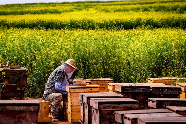 Apicultura e Turismo Rural, Experiências e Benefícios