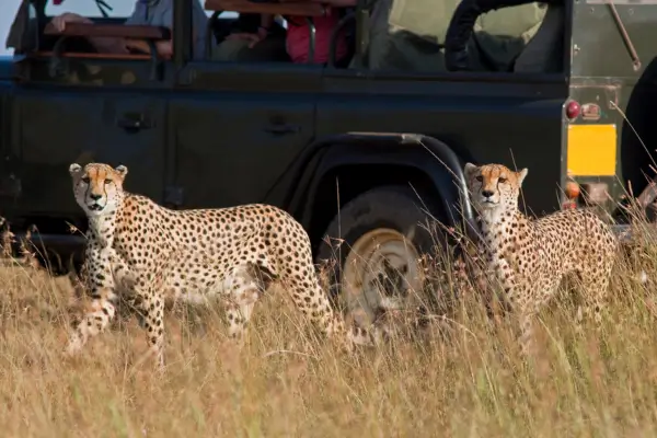 Guia Completo de Fotografia de Vida Selvagem no Safari Africano