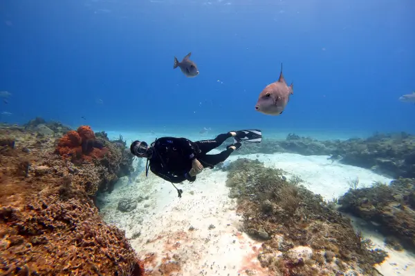 Guia de Fotografia Subaquática em Destinos Tropicais