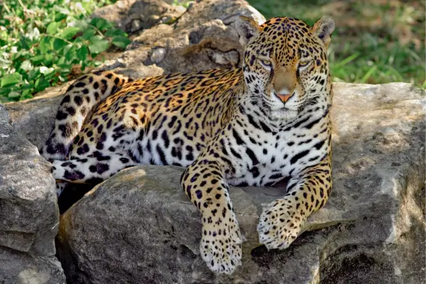 Pistas de Retrato de Vida Selvagem no Serengeti