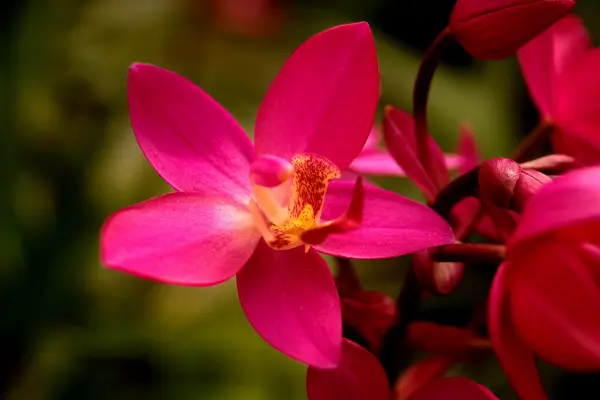 Como cuidar de orquídeas dentro de casa