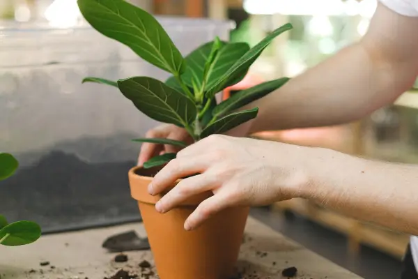 Como Cuidar das Plantas